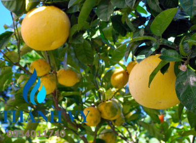 Giảm c&acirc;n l&agrave;nh mạnh trong 1 tuần nhờ c&aacute;c loại sinh tố n&agrave;y