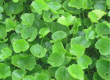 T&igrave;m hiểu uống nước rau m&aacute; h&agrave;ng ng&agrave;y c&oacute; tốt kh&ocirc;ng?