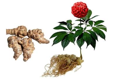 Uống tam thất ki&ecirc;ng g&igrave;? Uống l&uacute;c n&agrave;o l&agrave; tốt nhất?